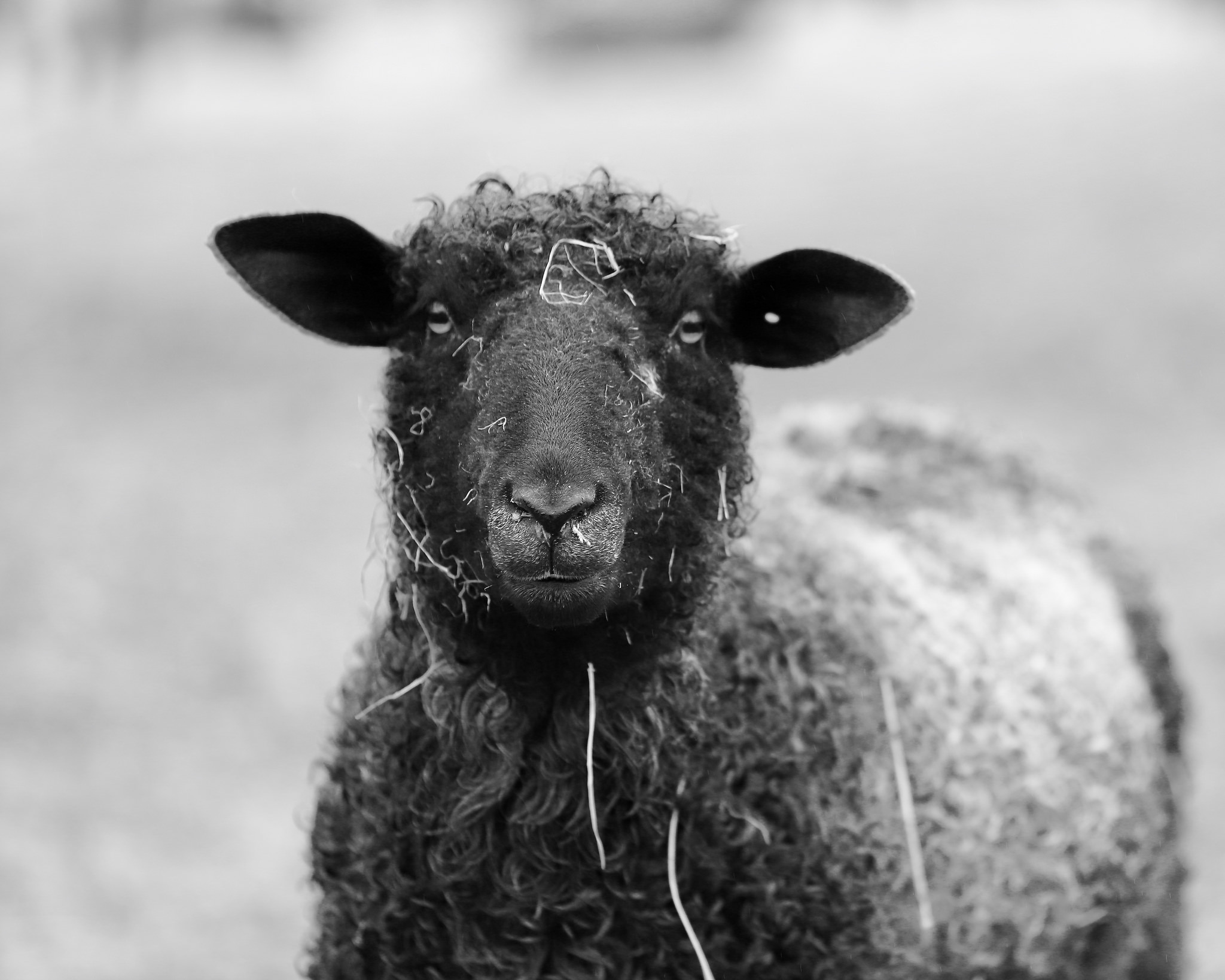 The Sheep at Sawkill Farm